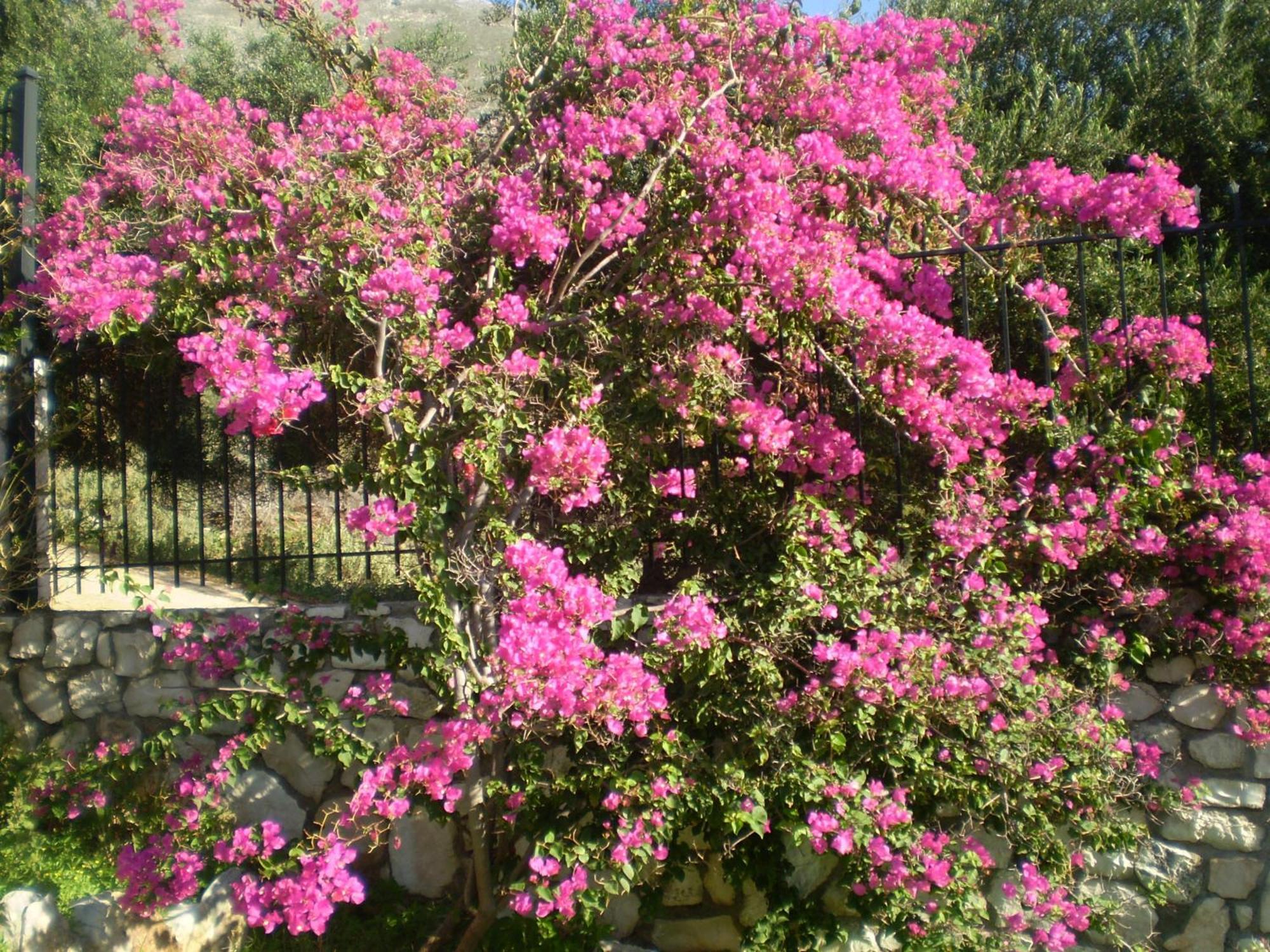 איה אפימיה Evangelia מראה חיצוני תמונה