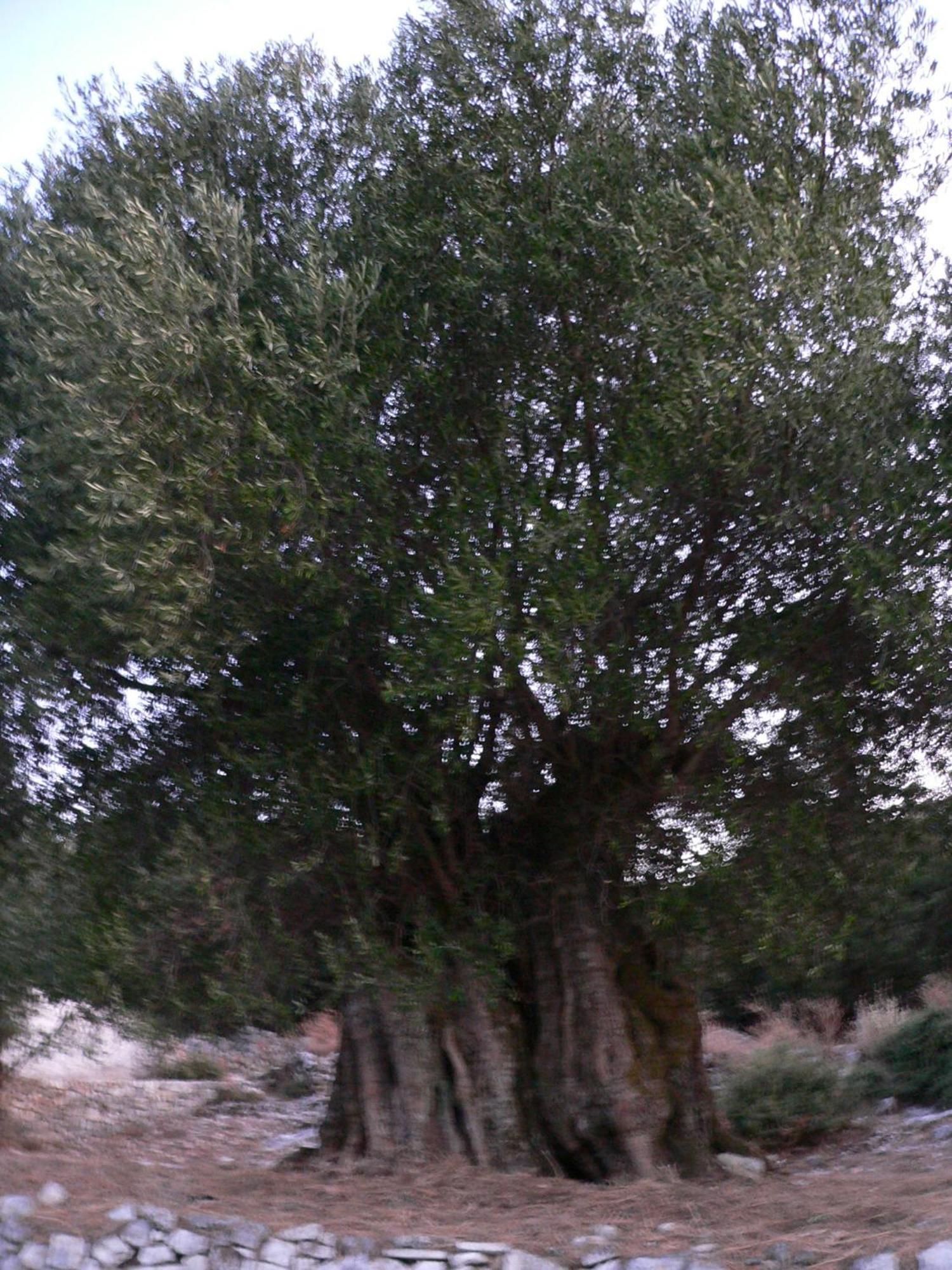 איה אפימיה Evangelia מראה חיצוני תמונה