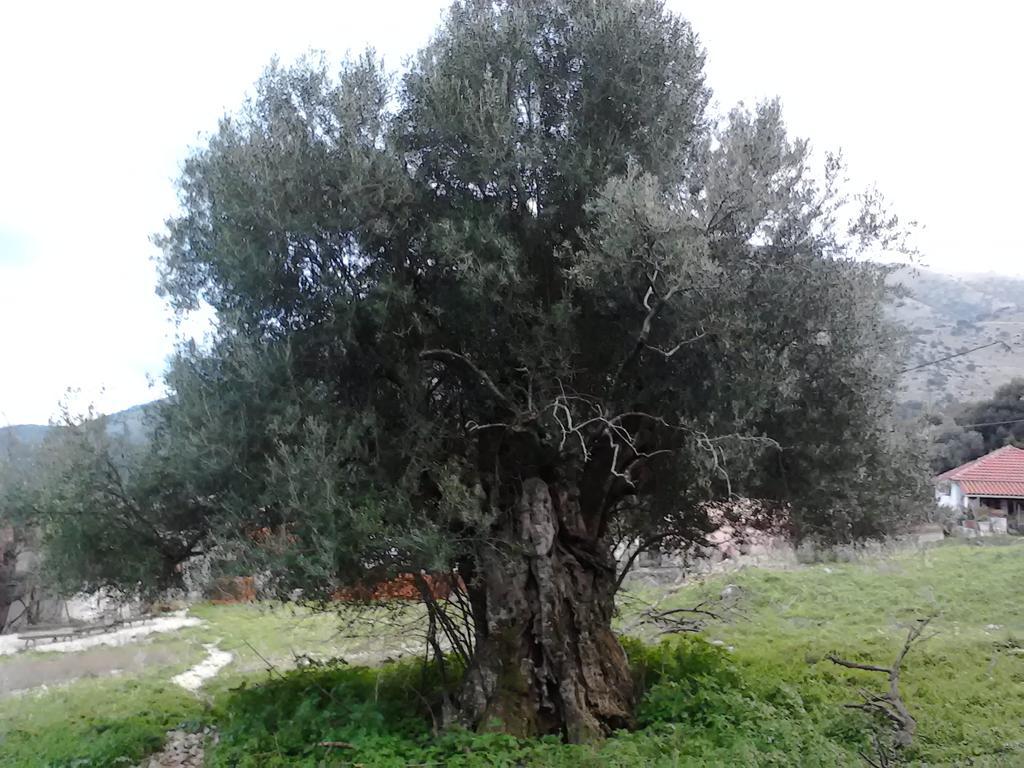 איה אפימיה Evangelia מראה חיצוני תמונה